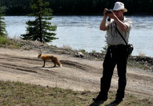 Nicht so schlau, aber du riechst so... Du Fuchs!